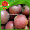 apple fruit exports high quality red chief apple from China